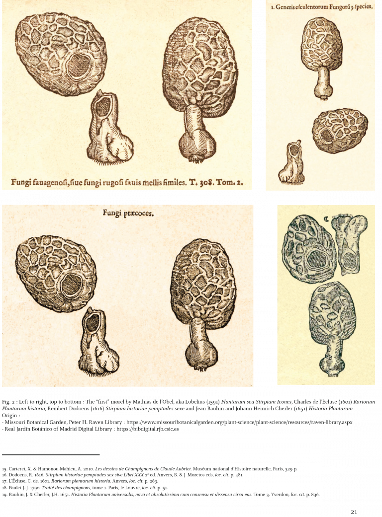 Morels of Europe from Summerfield Books