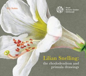 Lillian Snelling: the rhododendron and primula drawings