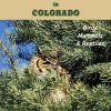Finding Wildlife In Colorado: Birds, Mammals and Reptiles