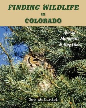 Finding Wildlife In Colorado: Birds, Mammals and Reptiles