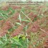 A BOOK OF REED (Phragmites australis (Cav.) Trin. ex Steudel, formerly Phragmites communis Trin.): A Book of Reed