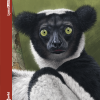 Mammals of Madagascar book cover