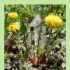 Field Handbook to British and Irish Dandelions. BSBI Handbook no. 23