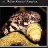 Land Snails of Belize, Central America: A Remarkable Chronicle of Diversity and Function