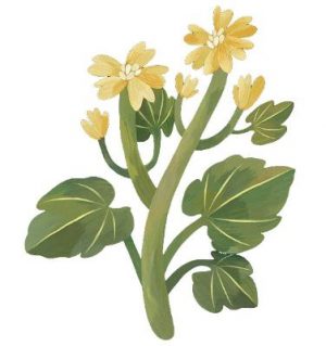 Plants for Free: Seeds and Cuttings to Fill Your Garden