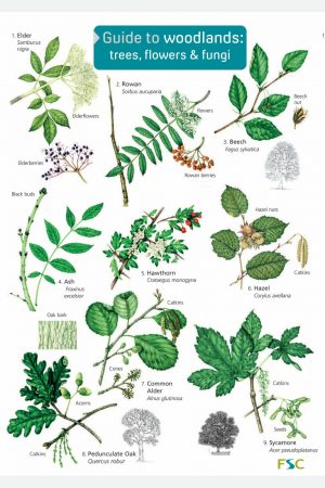 Woodlands: trees, flowers and fungi fold out chart cover