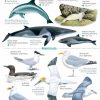 Coastal wildlife of the North York Moors fold out chart