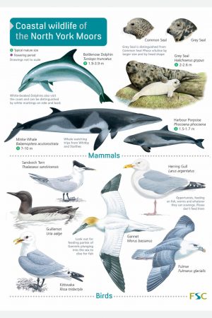 Coastal wildlife of the North York Moors fold out chart
