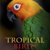 Tropical Birds