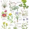 Guide to Seaside Flowers FSC fold out chart