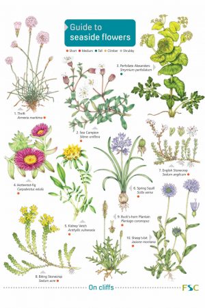 Guide to Seaside Flowers FSC fold out chart