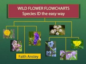 Wild Flower Flowcharts book cover