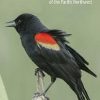 A Field Guide to Birds of the Pacific Northwest