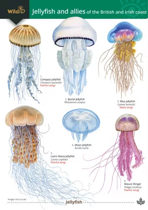 Jellyfish foldout chart cover