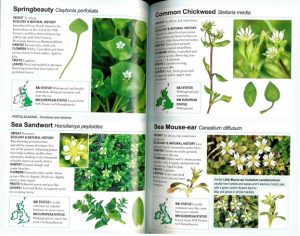 Coastal Wildflowers inside page Spring Beauty