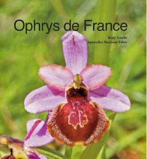 Ophrys de France,