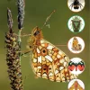 Winged Insects FSC Fold-out guides wildlife pack