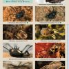 Harvestmen FSC Fold out guide cover
