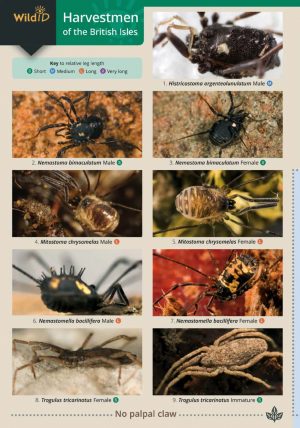 Harvestmen FSC Fold out guide cover