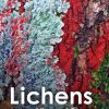Lichens book cover