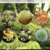 A Field Guide to Bryophytes book cover