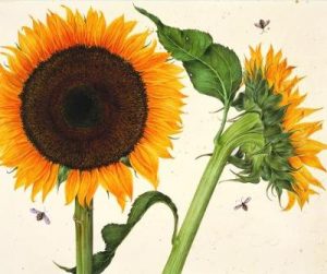 Botanicals QuickNotes