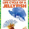 Life Cycle of a Jellyfish