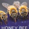 Honey Bee Biology