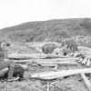 Watch the Bear: A Half Century with the Brown Bears of Alaska