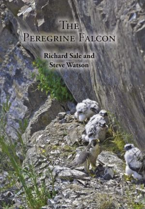 Front cover of The Peregrine Falcon 2nd Ed