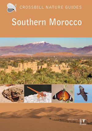 Crossbill Nature Guide Southern Morocco