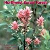 Aboriginal Plant Use in Canada's Northwest Boreal Forest