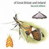 Field Guide to the Micro-moths of Great Britain and Ireland: 2nd edition