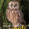 Short-Eared Owls - an extensive study of short-eared owls in Britain