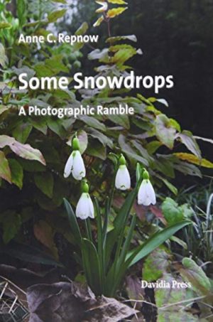 Some Snowdrops - A Photographic Ramble