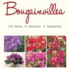Bougainvillea