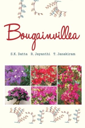 Bougainvillea