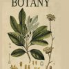 A General Textbook of Botany