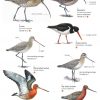 Waders of Britain and Ireland