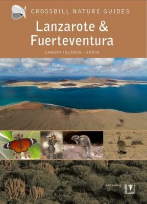 Crossbill Guide: Canary Islands : Fuerteventura and Lanzarote - Spain