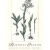 Rumphius' Orchids