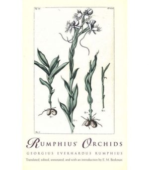 Rumphius' Orchids