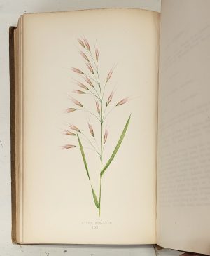 A Natural History of British Grasses - Image 3