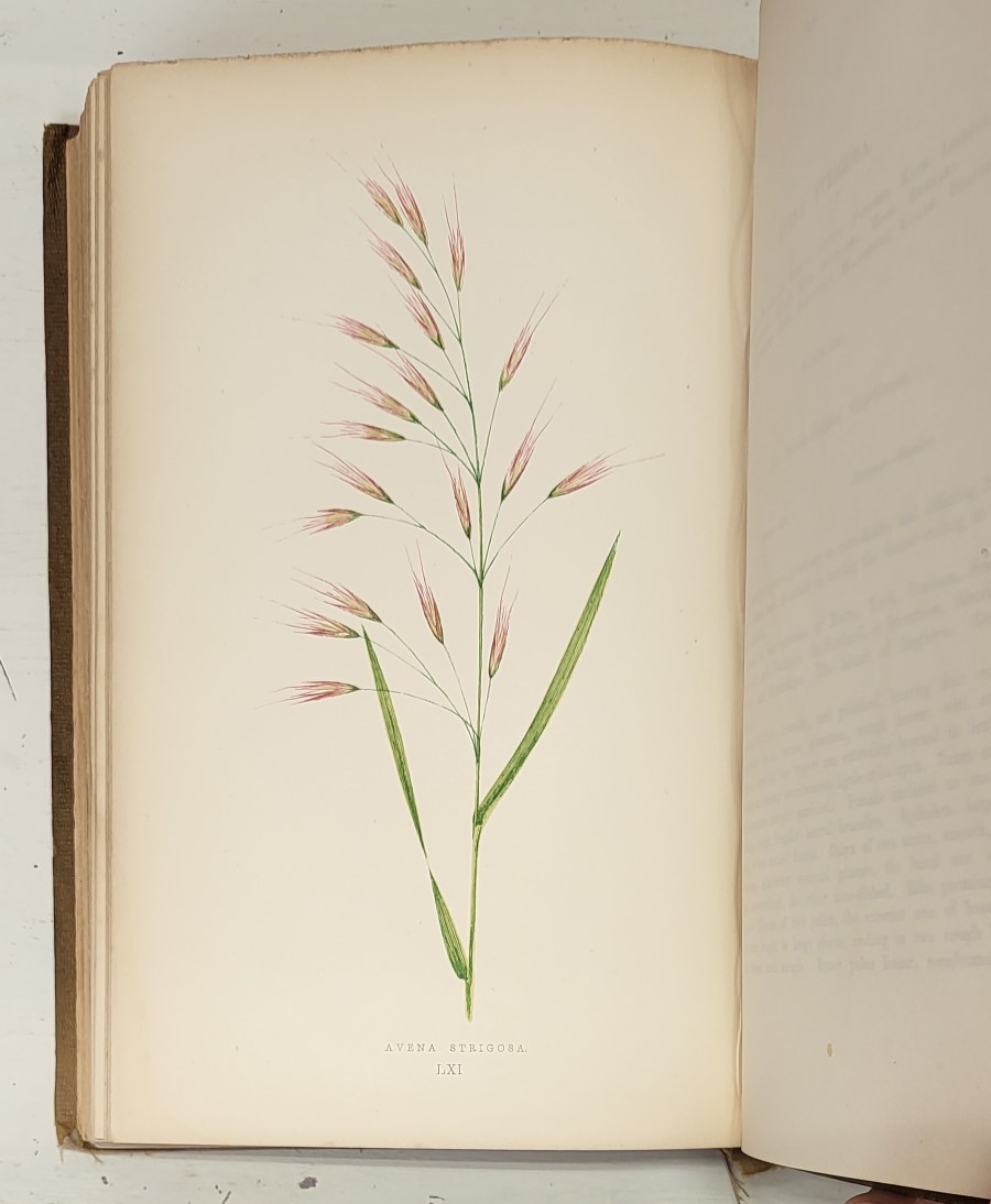 A Natural History of British Grasses - Image 3