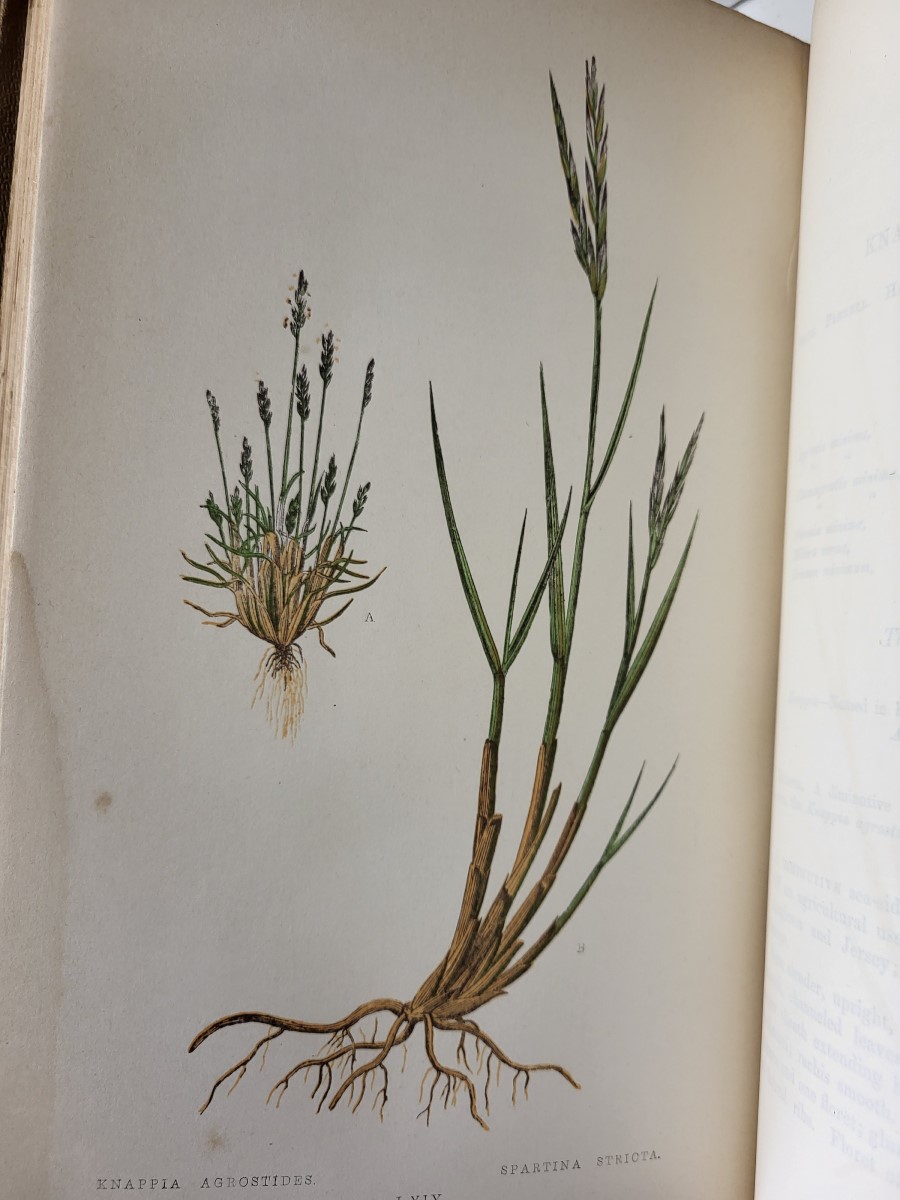 A Natural History of British Grasses - Image 4