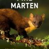 Pine Marten : The Secret Life of Martes martes