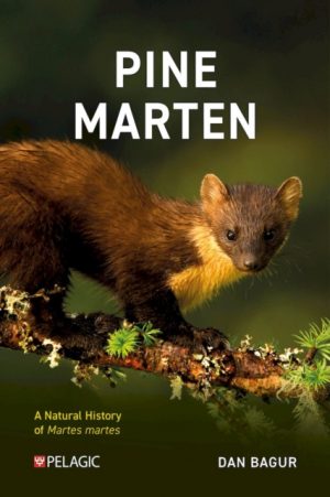Pine Marten : The Secret Life of Martes martes