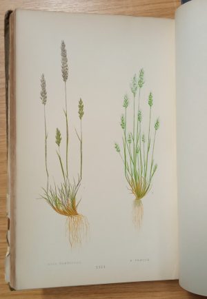 A Natural History of British Grasses