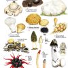 Distinctive non-gilled fungi: FSC fold out chart