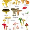 Distinctive gilled fungi: FSC fold out chart
